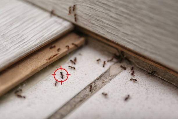 Best Termite Control Services  in Stockdale, TX