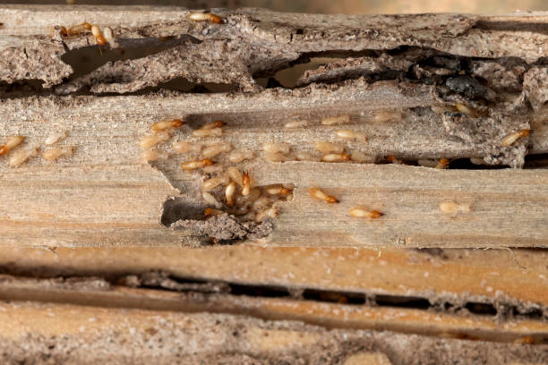 Reliable Stockdale, TX Pest Control Solutions